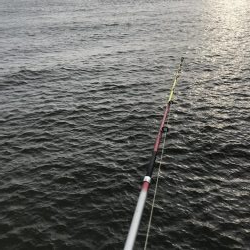 タコ一杯にエギ１つ無くなる