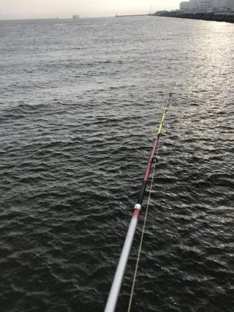 タコ一杯にエギ１つ無くなる