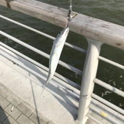 やっぱりさば祭り