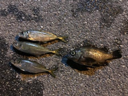 アジングの練習