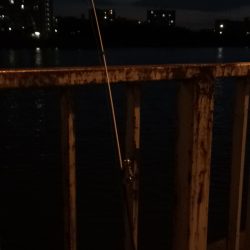 ウナギ釣りパート１２