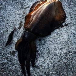 春イカキロアップ確保