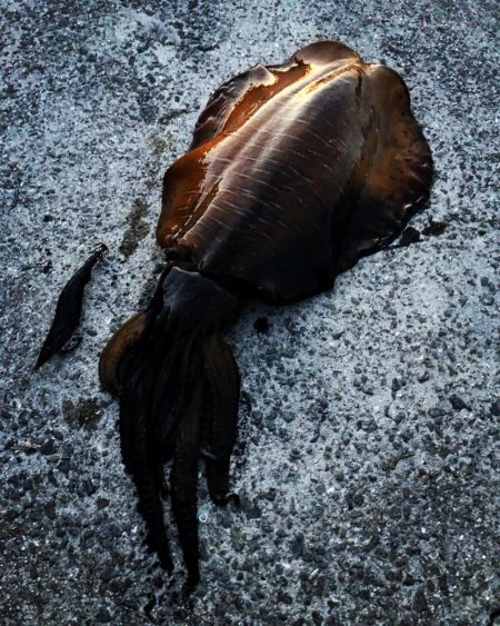 春イカキロアップ確保