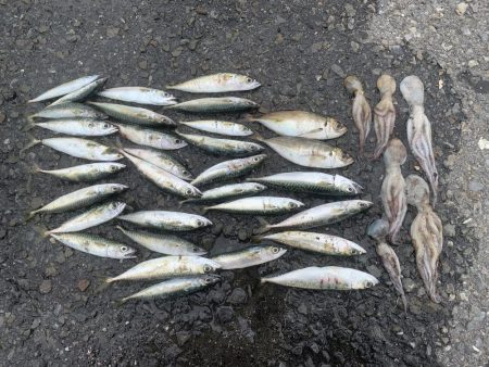 タコ&ライトゲーム