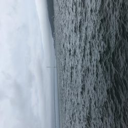 強風にお邪魔むし