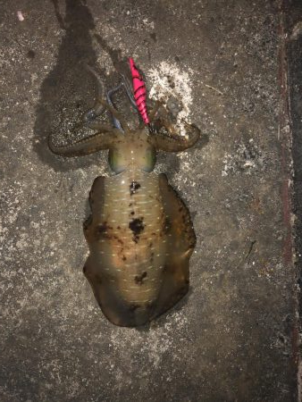 ようやく1キロアップ