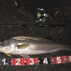 円山川シーバス