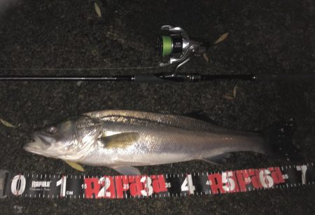 円山川シーバス