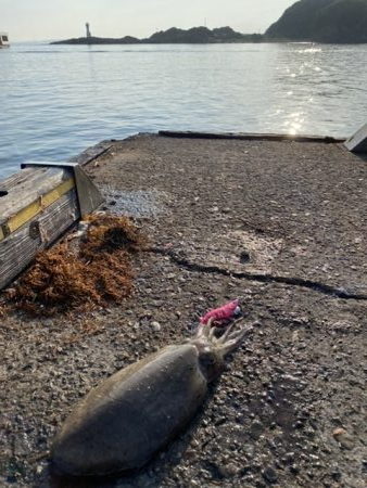 コウイカ！良型！