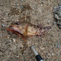 強風でもガシラ連発