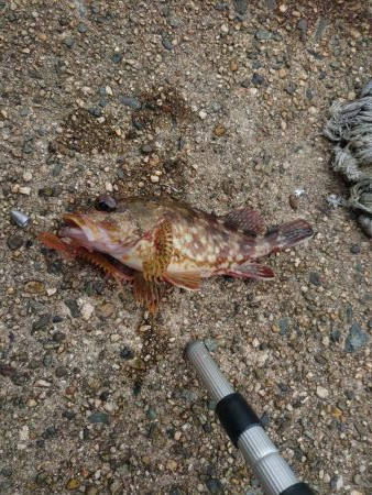 強風でもガシラ連発