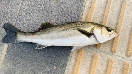 サバで釣れました！