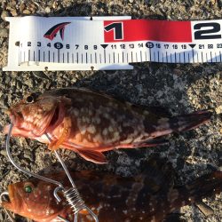 今年初のキジハタ