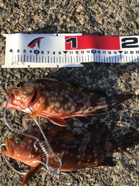 今年初のキジハタ