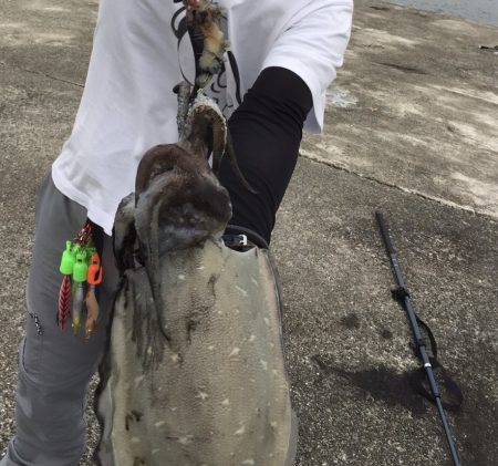 コウイカ 最高！