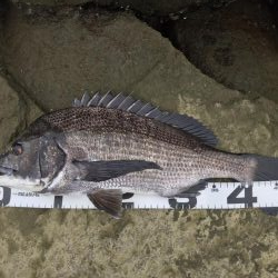 イチノ兄弟、釣果！