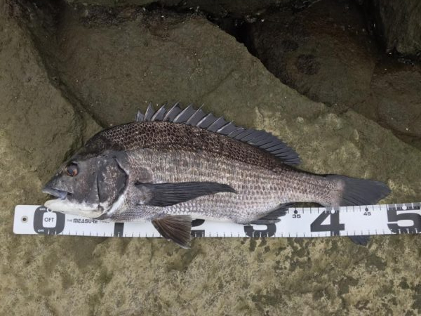 イチノ兄弟、釣果！