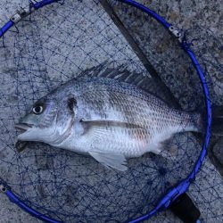 チニングでキビレ