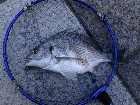 チニングでキビレ