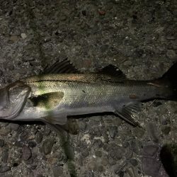 入れ食いモード