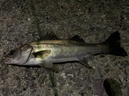 入れ食いモード