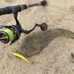 ワームが効く?マゴチ釣果