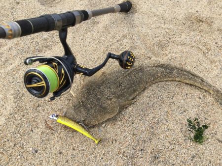 ワームが効く？マゴチ釣果