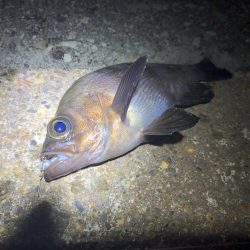 マゴチとメバル