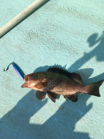 出羽島周辺で根魚