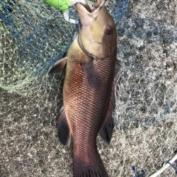 チヌ狙いに外道のカンダイ