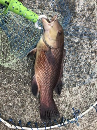 チヌ狙いに外道のカンダイ