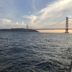 イワシさんいる