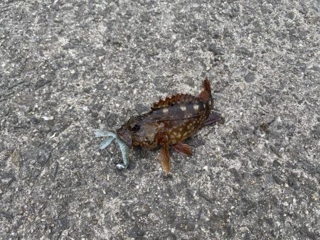 サバがいっぱい