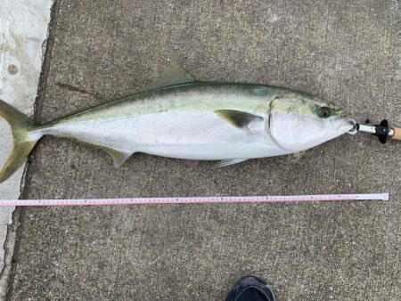 人生初青物、新ロッドとリールでブリ入魂。