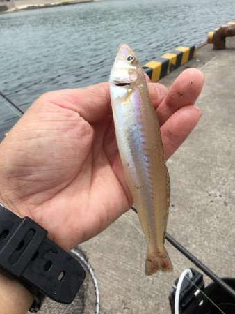 港内ちょい投げキス好調