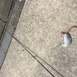 無ハマチ無限サバ