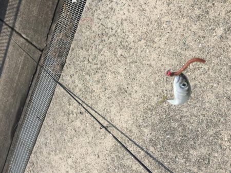 無ハマチ無限サバ