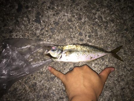 早瀬でアジング