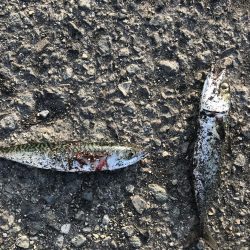 サバが湧いて…。