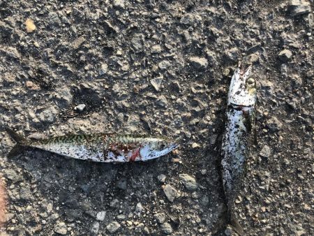 サバが湧いて…。