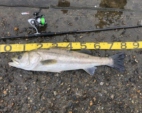 ランカーシーバス降臨！！