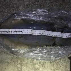 ヤエンでアオリイカ ゲット