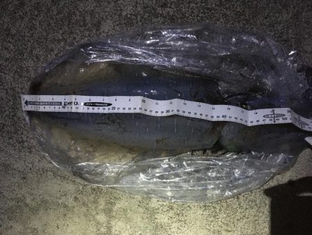 ヤエンでアオリイカ ゲット