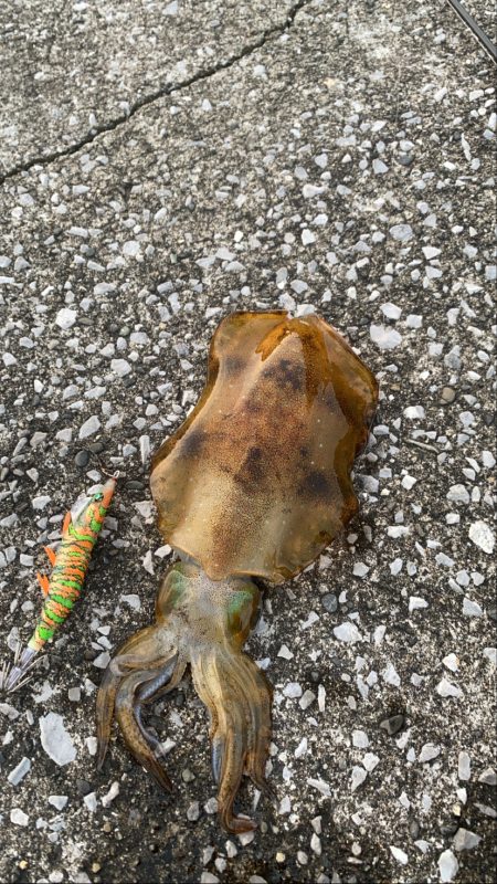 暇つぶしエギング