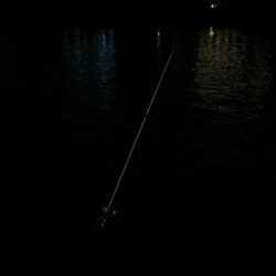 淀川のウナギ釣りパート8