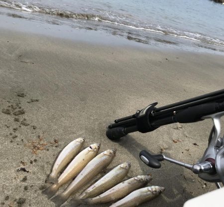 今年初のキス釣り。