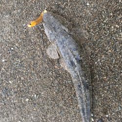 荒れたサーフ狙いはスズキ