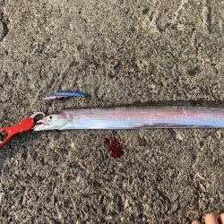 夏タチ爆釣！！！！