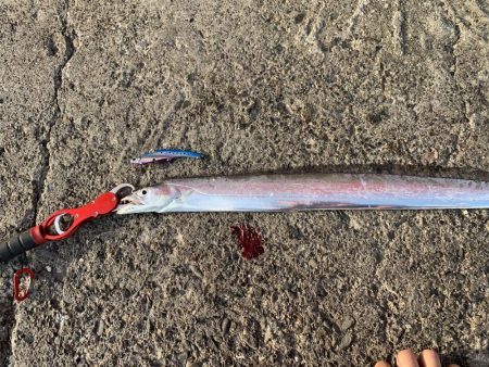 夏タチ爆釣！！！！