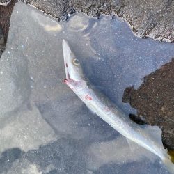 仕事終わりの釣行